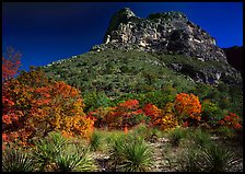Trees in fall colors and peak in McKitterick Canyon. Guadalupe Mountains National Park ( color)