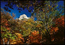 Limestone Peak framed by trees in fall colors in McKitterick Canyon. Guadalupe Mountains National Park ( color)