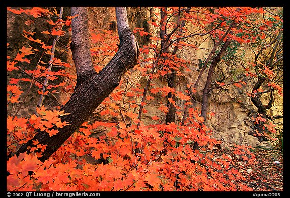 Bright orange leaves and cliff in McKittrick Canyon. Guadalupe Mountains National Park, Texas, USA.