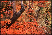 Bright orange leaves and cliff in McKittrick Canyon. Guadalupe Mountains National Park, Texas, USA. (color)