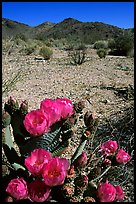 Beavertail Cactus in bloom. Joshua Tree National Park, California, USA. (color)
