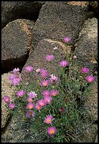 Purple flowers and rocks. Joshua Tree National Park, California, USA. (color)