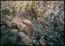 Boulders and palm trees, Lost Palm Oasis. Joshua Tree National Park, California, USA. (color)