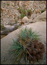 Sotol and cactus above Lost Palm Oasis. Joshua Tree  National Park ( color)