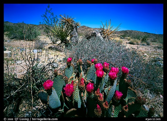 Beavertail Cactus in bloom. Joshua Tree National Park (color)