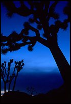 Joshua Trees silhouettes at dusk. Joshua Tree National Park ( color)