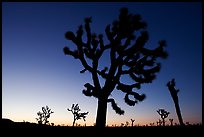 Joshua trees (Yucca brevifolia) at dawn. Joshua Tree National Park, California, USA. (color)