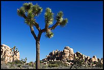 Joshua tree (Yucca brevifolia) and rockpiles. Joshua Tree National Park, California, USA.
