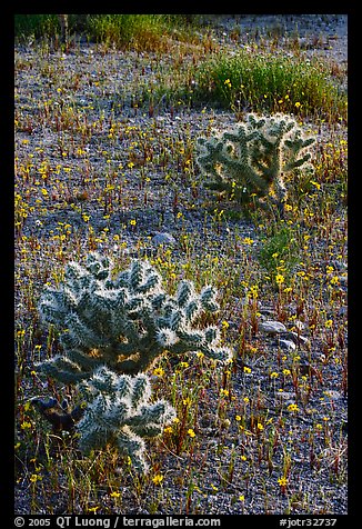 Cactus and Coreposis yellow flowers. Joshua Tree National Park, California, USA.