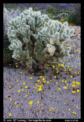 Cactus and Coreposis. Joshua Tree National Park, California, USA.