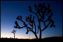 Joshua trees (Yucca brevifolia), sunset. Joshua Tree National Park, California, USA.
