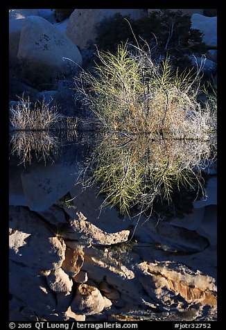 Willows and reflections, Barker Dam, early morning. Joshua Tree National Park, California, USA.