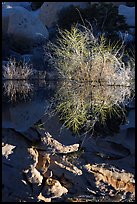 Willows and reflections, Barker Dam, early morning. Joshua Tree National Park, California, USA.
