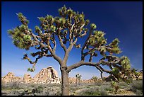 Old Joshua tree (scientific name: Yucca brevifolia). Joshua Tree National Park, California, USA. (color)