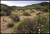 Wildflowers, volcanic hills, and Hexie Mountains. Joshua Tree National Park, California, USA.