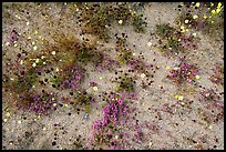 Chia, Desert Dandelion, and Purple Mat flowers. Joshua Tree National Park, California, USA.
