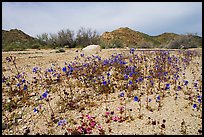 Blue Canterbury Bells growing out of a sandy wash. Joshua Tree National Park, California, USA.