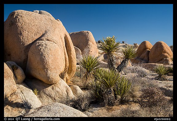 Picturephoto Yuccas And Boulders White Tanks Joshua Tree National Park