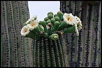 Saguaro cactus blooms. Saguaro National Park, Arizona, USA. (color)