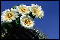Saguaro cactus blooming. Saguaro National Park, Arizona, USA.