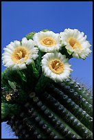 Saguaro cactus flowers against blue sky. Saguaro National Park, Arizona, USA. (color)