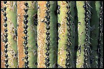 Saguaro cactus trunk close-up. Saguaro National Park ( color)