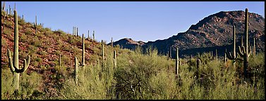 Sonoran desert landscape with sagaruo cactus. Saguaro National Park (Panoramic color)