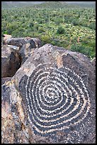 Circular Hohokam petroglyph. Saguaro National Park ( color)