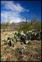 Wildflowers and cactus, Mica View, Rincon Mountain District. Saguaro National Park ( color)