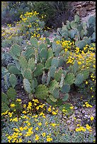 Brittlebush and prickly pear cactus. Saguaro National Park, Arizona, USA. (color)