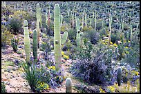 Saguaro cactus and desert in bloom near Valley View overlook. Saguaro National Park, Arizona, USA.