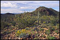 Brittlebush, cactus, and hills, Valley View overlook, morning. Saguaro National Park, Arizona, USA.