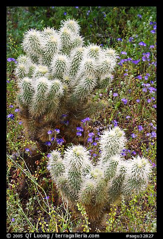 Teddy-bear Cholla cactus and phacelia. Saguaro National Park, Arizona, USA.