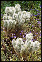 Teddy-bear Cholla cactus and phacelia. Saguaro National Park, Arizona, USA. (color)