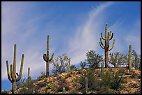 Mature Saguaro cactus (Carnegiea gigantea) on a hill. Saguaro National Park, Arizona, USA.