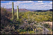 Lush desert with Cactus, mexican poppies, and palo verde near Ez-Kim-In-Zin. Saguaro National Park, Arizona, USA. (color)