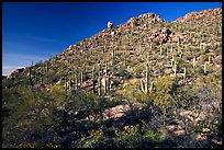 Hillside in spring with desert annual flowers, Hugh Norris Trail. Saguaro National Park, Arizona, USA. (color)