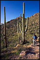 Hiker and saguaro cactus, Hugh Norris Trail. Saguaro National Park, Arizona, USA. (color)