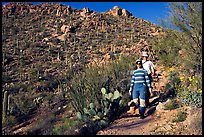 Hiking down Hugh Norris Trail amongst saguaro cactus. Saguaro National Park ( color)