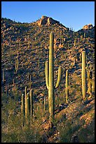 Tall saguaro cactus on the slopes of Tucson Mountains, late afternoon. Saguaro National Park, Arizona, USA.