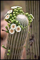 Detail of saguaro arm with flowers. Saguaro National Park ( color)