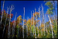 Forest of white birch trees against blue sky. Acadia National Park, Maine, USA.