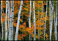 White birches and red maples. Acadia National Park ( color)