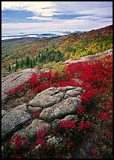 Berry plants in bright fall color, rock slabs, forest on hillside, and coast. Acadia National Park ( color)