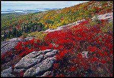 Shrubs and granite slabs on Cadillac mountain. Acadia National Park ( color)