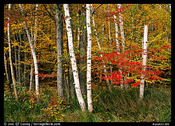 White birch trees, orange and red maple trees in autumn. Acadia National Park (color)