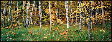 Forest in autumn. Acadia National Park (Panoramic color)