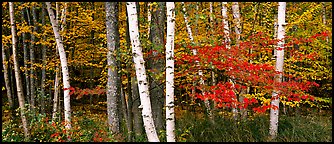 Forest scene in the fall with birch and maples. Acadia National Park (Panoramic color)