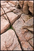 Pink granite slab with cracks. Acadia National Park ( color)