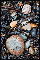 Pebbles and seaweeds. Acadia National Park, Maine, USA. (color)